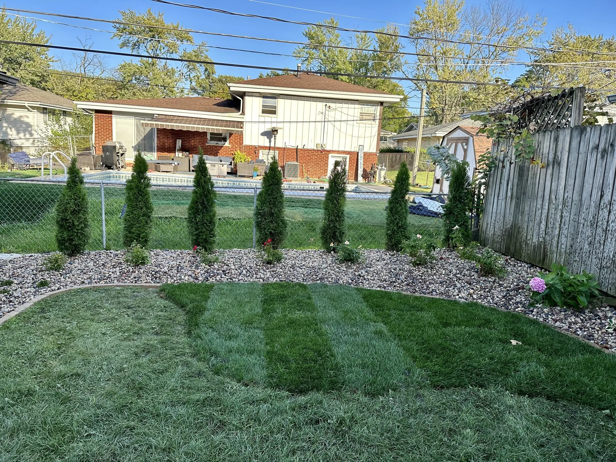 Green backyard with freshly striped sod and a row of arborvitae maintained by Rodak Landscaping