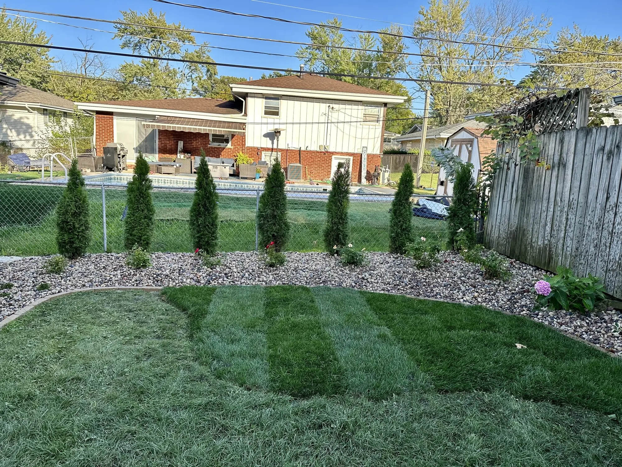 Green backyard with freshly striped sod and a row of arborvitae maintained by Rodak Landscaping